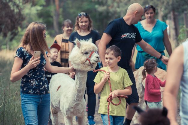 Podopieczni Programu OKNO dzieci i rodzice podczas spaceru z alpakami